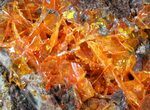Bright Orange Wulfenite Cluster - Rowley Mine, AZ #39139-2